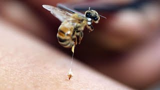 Why Do Bees Die After Stinging us ? /  Weird facts about honey bee / That's why bees can sting once!