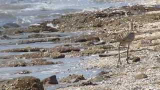 ホウロクシギ若/Far Eastern Curlew