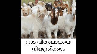 Goats |Tapeworm Infestation - ആടുകളി ൽ നാട വിര ബാധയെ എങ്ങനെ ചികിൽസിക്കാം.