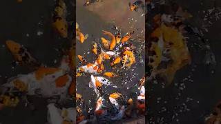 All kinds of different fish #goldfish#fishlover#fishfood#whqtsappstatus#shorts