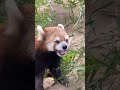 ララ、初夏の竹モグモグ2🎋202405 レッサーパンダ redpanda 多摩動物公園