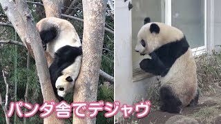 2019/3/14 昨日見た光景？シャンシャンうろうろとリーリー木登り！