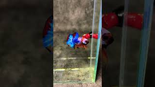 #bettafish #bettabreedingtank #fypviral #guppy #breedingbetta #breeding #betta #bettamulticolour