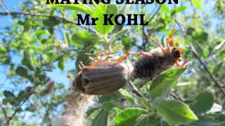 Mating Season - Mr Kohl