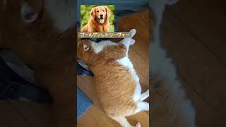 自分のことをチワワだと思ってる猫　#shorts #猫動画