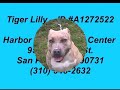 tiger lily id a1272522 urgent adorable and gentle pittie mix puppy