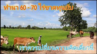 เคยทำนา 60-70 ไร่ขาดทุน มาเลี้ยงวัวดีกว่ากำไรงาม ปลูกข้าวแค่พอกิน วัวชาโรเล วัวบารมัน  奶牛 ງົວ 소고 cow