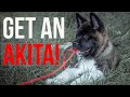 Akita Breeders: Where to Get an Akita Puppy | The Akita Life