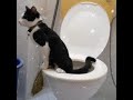 melatih kucing poop pee di toilet. how to train cat to use toilet.