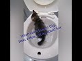 melatih kucing poop pee di toilet. how to train cat to use toilet.