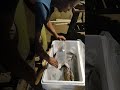 Unboxing Ikan Betutu