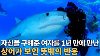 자신을 구해준 여자를 1년 만에 만난 상어가 보인 뜻밖의 반응