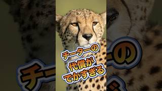 チーターさん、ライオン様のために狩りをする下請け業者だったｗｗｗ＃雑学 #動物 #shorts #チーター