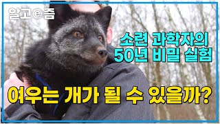 소련의 한 과학자가 50년간 실험한 비밀 프로젝트. 여우를 개처럼 만들 수 있을까?│세상에 나쁜 개는 없다│알고e즘