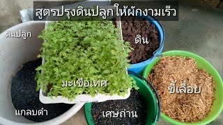 สูตรปรุงดินปลูกมะเขือเทศให้รอดทุกต้น งามเร็ว