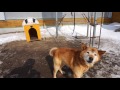 保護犬ロッキーじいちゃん♪　おやつ早くちょうだいな