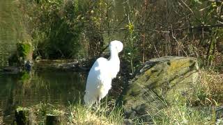 白く美しいダイサギがたたずむ【水元公園の野鳥2021年10月24日】