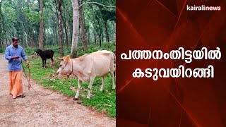 പത്തനംതിട്ടയിൽ കടുവയിറങ്ങി | Tiger | Pathanamthitta | Animal attack