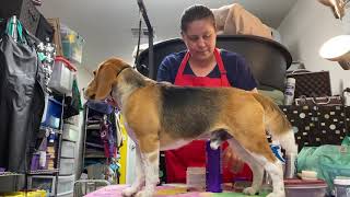 Beagle- dog show grooming prep