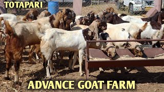 Totapari Goat's Ka Lot At Advance Goat Farm Near Ajmer