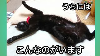 パル　✕【うちにはこんなのがいます】#うちにはこんなのがいます