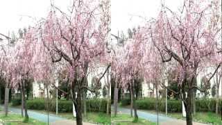 《３D》 大野川遊歩道のしだれ桜