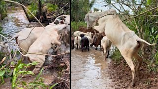 COW GETS HOOKED IN VINE! THE CATTLE GAVE MUCH WORK 😱