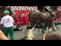 Loading up the Clydesdales