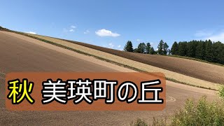 秋の美瑛町のパッチワークの畑