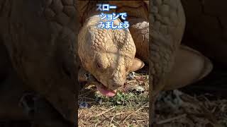 食べるときに舌が出てしまうケヅメリクガメ