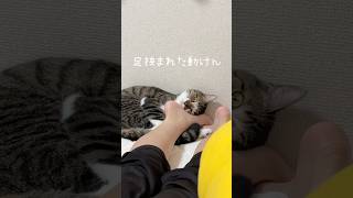 圧やば＃保護猫#猫のいる暮らし#猫のいる生活 #ねこのいる生活  #ねこのいる暮らし #ねこ#猫#猫動画 #cat #癒し