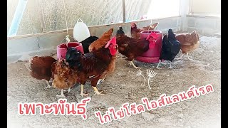 เพาะพันธุ์ ไก่ไข่โร๊ดไอส์แลนด์เรด จากไก่พ่อแม่พันธุ์ที่มีอยู่