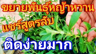 วิธีขยายพันธุ์หญ้าหวาน ถ้ารู้สูตรลับนี้ติดง่ายนิดเดียว