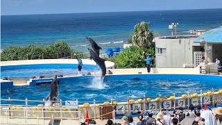 2024年9月27日 沖縄旅行4日目：ナゴパイナップルパーク Pineapple park、イルカショー Dolphin show、熱帯ドリームセンター Tropical Dream Center