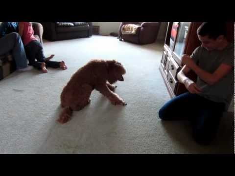 Red standard poodle working on her tricks Red standard poodle working on her tricks