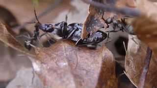 獲物をひっぱり合うクロヤマアリ Formica japonica