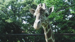 お食事中のキリンさん達と一瞬怠そうにするキリンさん！【野毛山動物園】