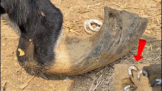 Never seen such Huge Donkey Hoof! Rescue this donkey tortured by hooves