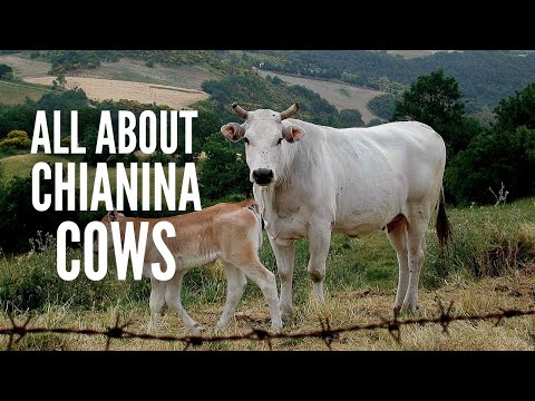 How much does a Chianina bull cost?