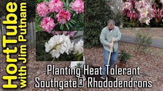 Planting Heat Tolerant Southgate® Rhododendrons