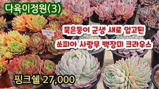 다육이정원(3) 묵은둥이 군생 다육이 입고 예쁜 사랑무 가격 착하네요 #핑크쉘