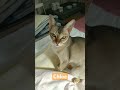 尻尾を動かすお座りクロエ2024年9月2日 シンガプーラ 猫 singapura cat