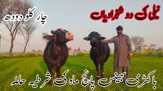 پیور نیلی کی دو شہزادیاں چار ماہ کی کنفرم حاملہ Pure Nili Ravi buffalo Top High milking buffalo