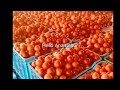 మదనపల్లి టమోటా ధరలు today madanapalle tomato market rates @anantapurtomatomarketrates