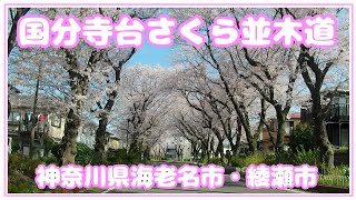 Kokubunjidai Sakura Avenue A famous cherry blossom spot on the border of Ebina City and Ayase City