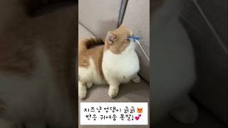 치즈냥 엉댕이 긁긁💕고양이 반응 귀여움 폭발! 😻