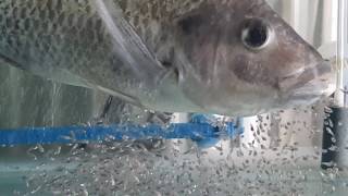Tilapia hatching stages