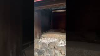 田無神社さん⛩で1番御神氣が強い稲荷神社裏の祠で龍神様がお姿を現してくれました🐉🐉🐉#shorts#地球船龍神丸