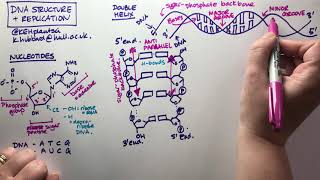 DNA structure and replication