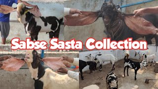 sabse saste bakriya in Hyderabad at Mr Nizam goat farm Falaknuma | hyderabadi breeder goats